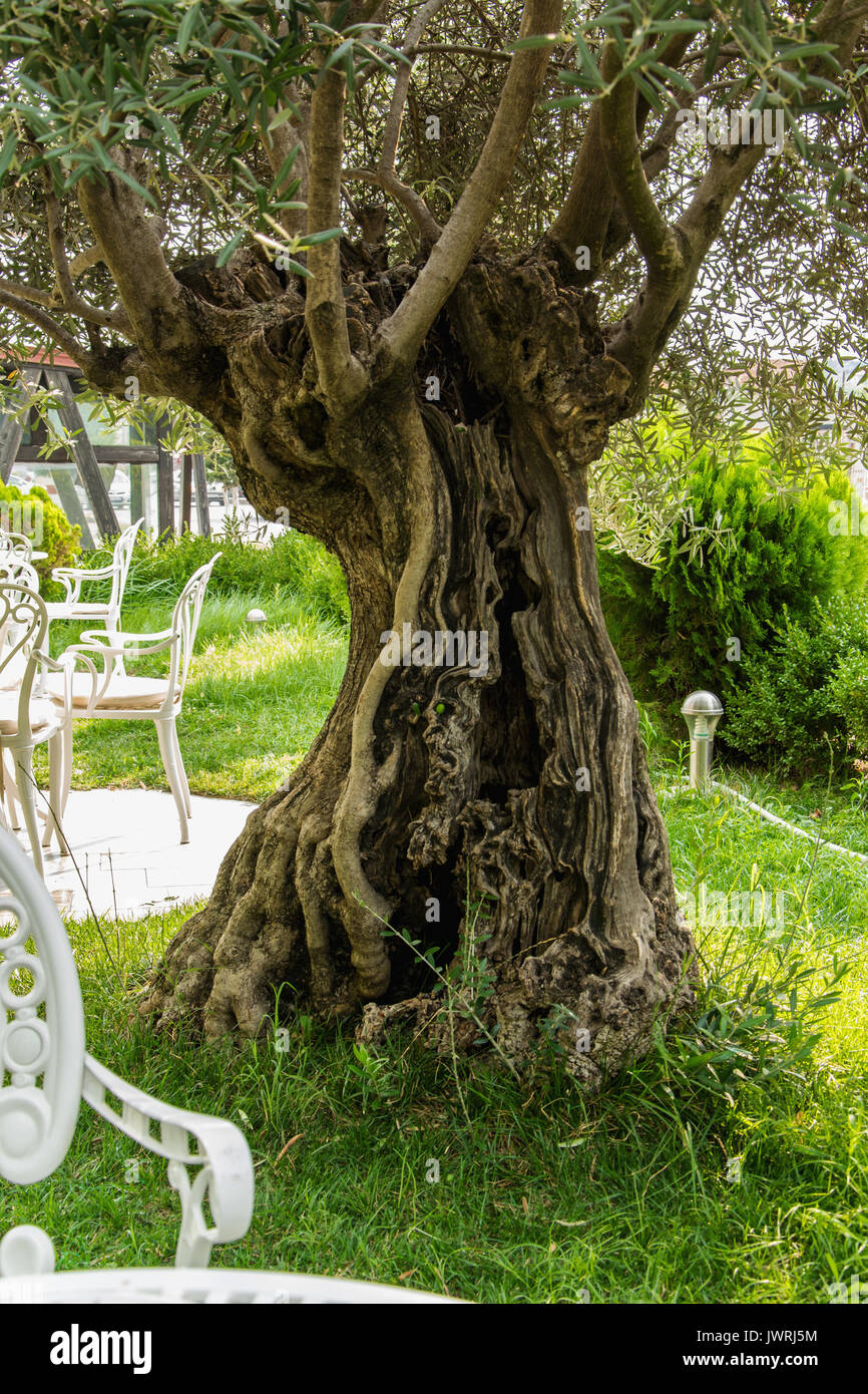 Olivenbaum In Den Garten Stockfoto Bild 153568512 Alamy