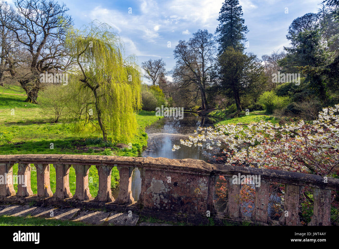 Flowering Cherry Blossom und einer Trauerweide in der Nähe der Lady Eleanor Brücke über den Fluss Cerne in Minterne Gardens, Dorset, England, Großbritannien Stockfoto