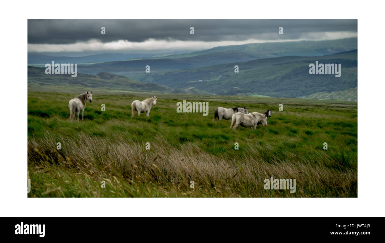 Wilde Pferde auf Ogwen Valley, Snowdonia, Wales Stockfoto