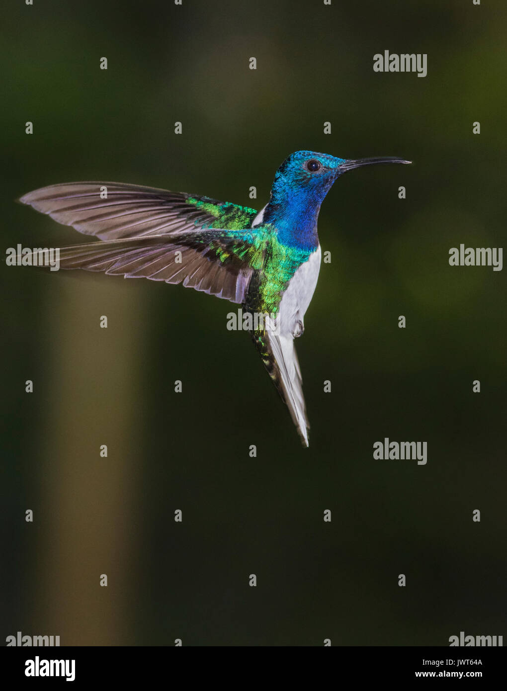 Weiß-necked Jakobiner, Florisuga mellivora Schweben, Laguna del Lagarto, Boca Tapada, San Carlos, Costa Rica Stockfoto