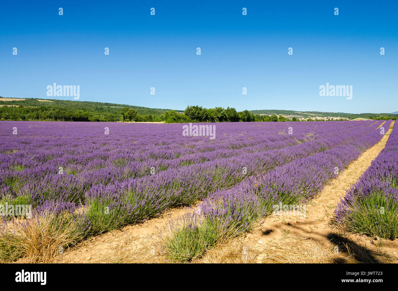 LAGARDE D'APT, CHAMPS DE LAVANDE, VAUCLUSE 84 FRANKREICH Stockfoto