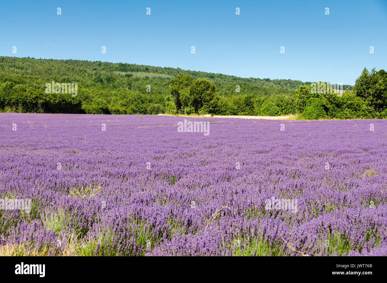 LAGARDE D'APT, CHAMPS DE LAVANDE, VAUCLUSE 84 FRANKREICH Stockfoto