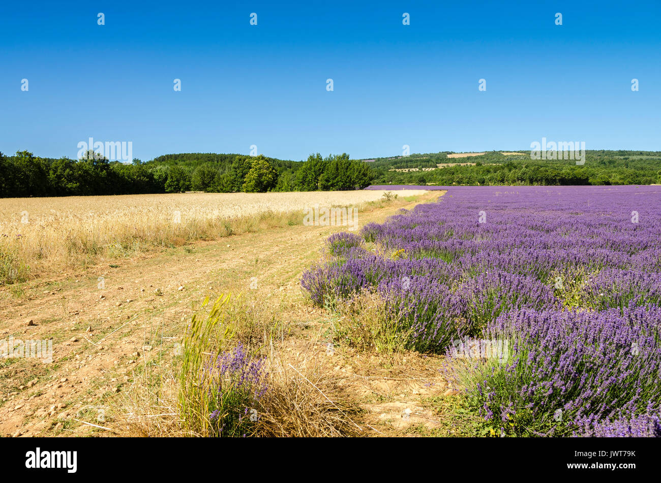 LAGARDE D'APT, CHAMPS DE LAVANDE, VAUCLUSE 84 FRANKREICH Stockfoto