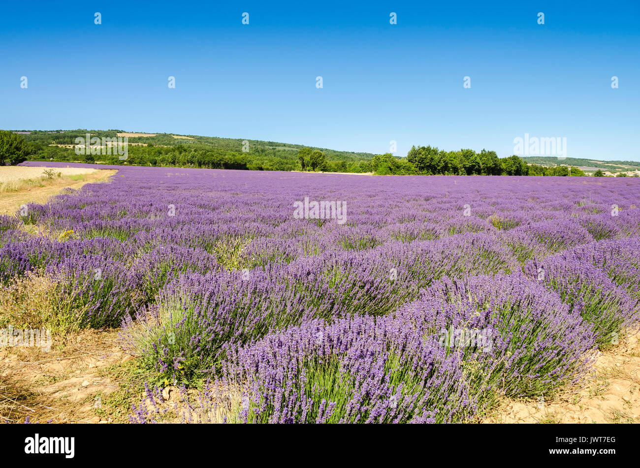 LAGARDE D'APT, CHAMPS DE LAVANDE, VAUCLUSE 84 FRANKREICH Stockfoto