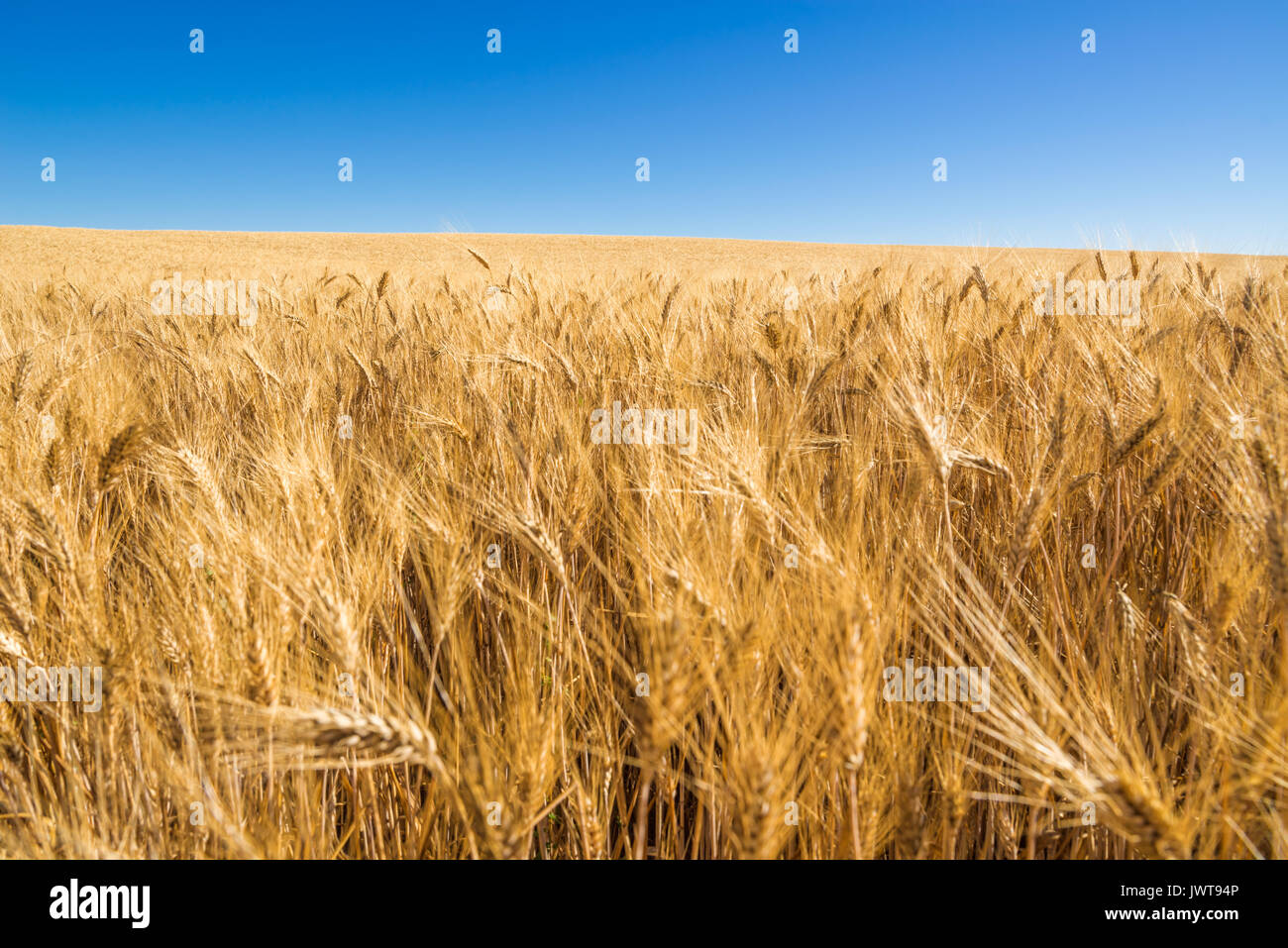 Weizenfeld und blauer Himmel in Valensole im Sommer. Alpes de Hautes Provence, Region PACA, Südliche französische Alpen, Frankreich Stockfoto