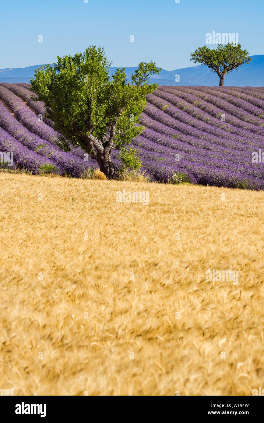 Weizen und Lavendelfelder mit Bäumen im Valensole im Sommer. Alpes de Hautes Provence, Region PACA, Südliche französische Alpen, Frankreich Stockfoto
