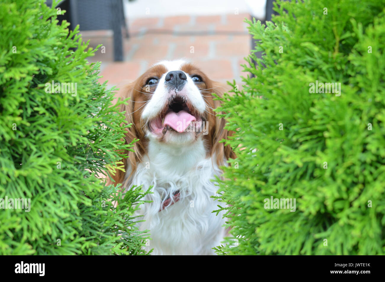Cavalier King Charles Spaniel, fröhlicher Hund, versteckt zwischen zwei thuja Bäume und zu kommunizieren. Stockfoto
