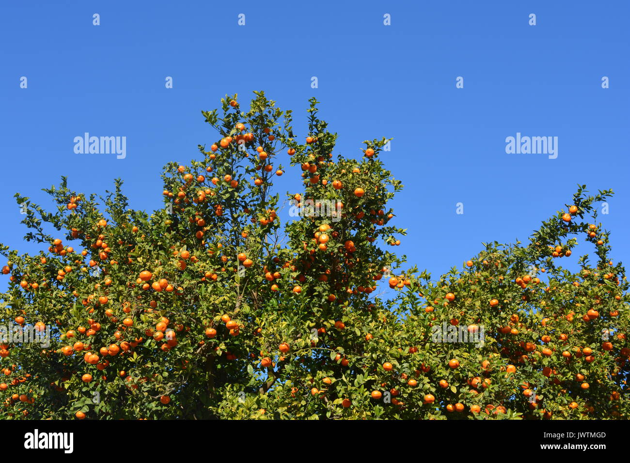 Orangen wachsen auf Bäumen in einem Obstgarten, an der Costa Blanca, Spanien. Stockfoto