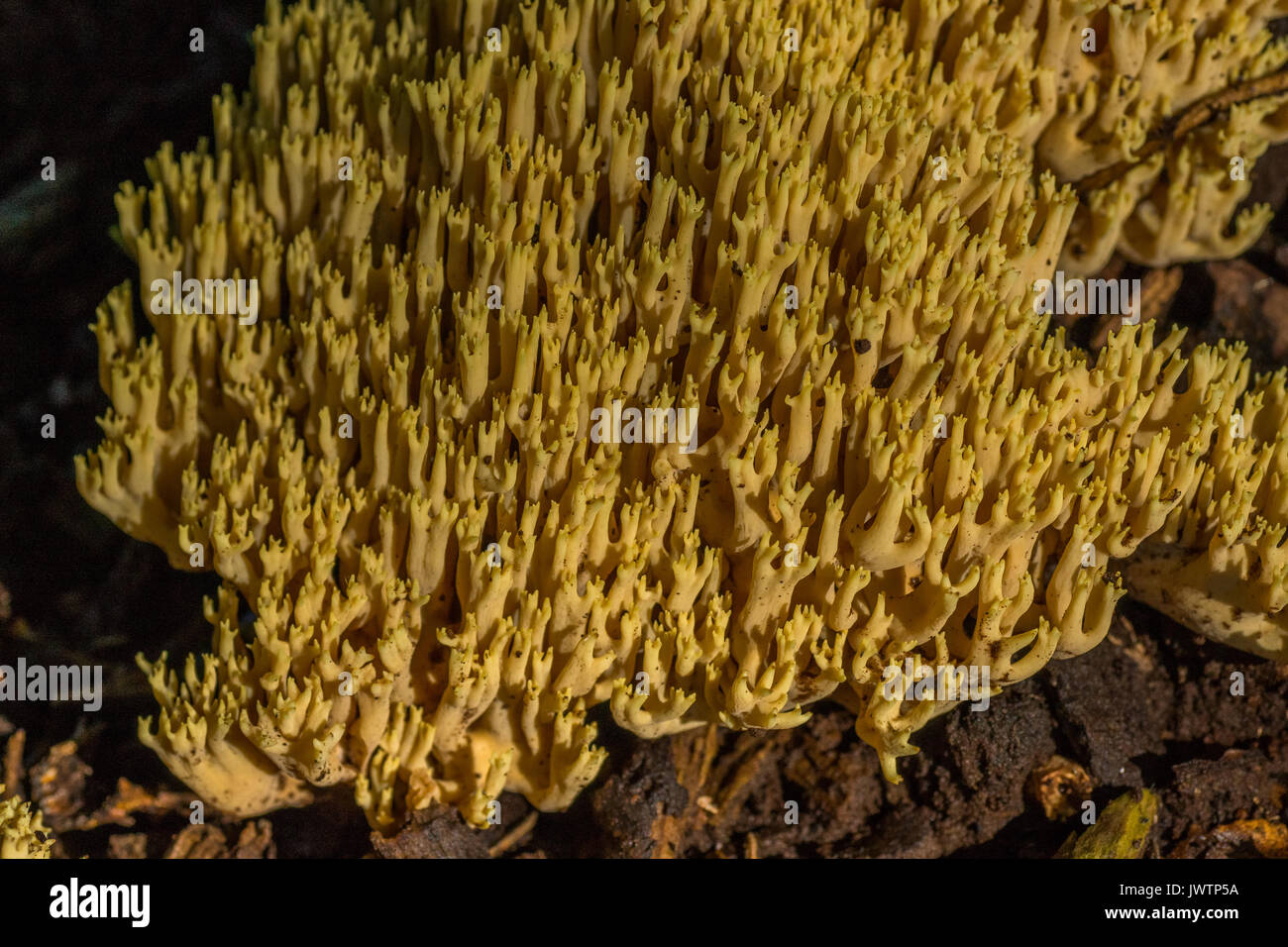 Ramaria Stricta Stockfoto