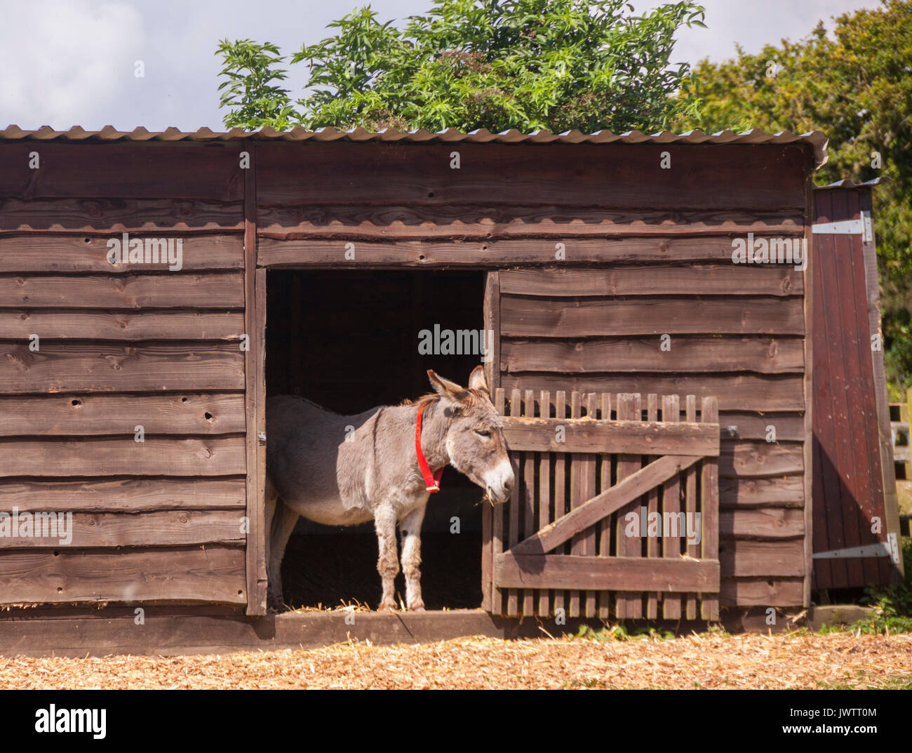 Esel in einen Stall in Sidmouth Donkey Sanctuary Stockfoto