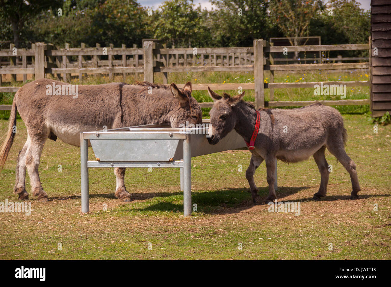 Ein pygmäe Esel und einem Fulll größe Esel in Sidmouth Donkey Sanctuary Stockfoto