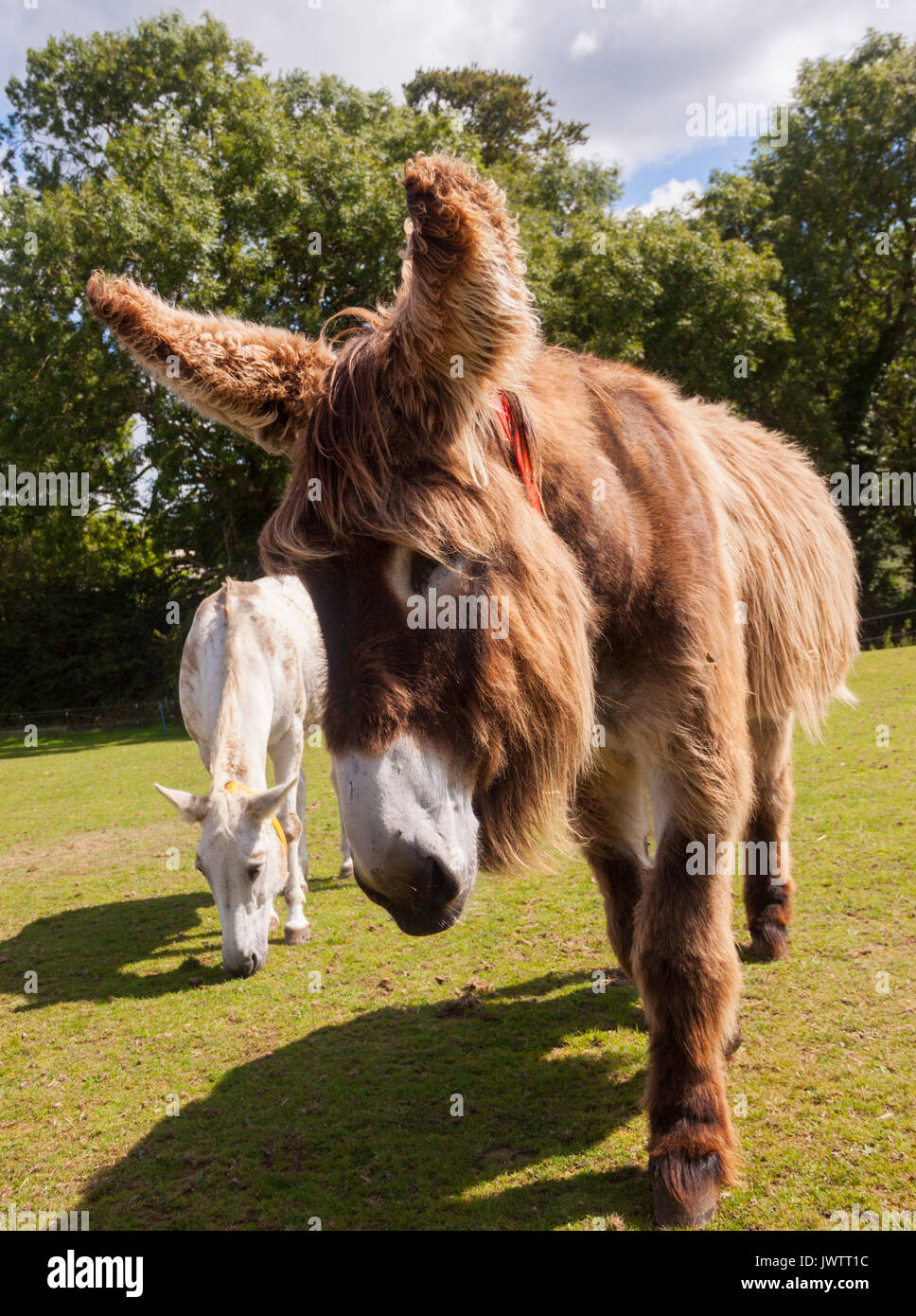 Dartanyan, eine langhaarige Esel in Sidmouth Donkey Sanctuary Stockfoto