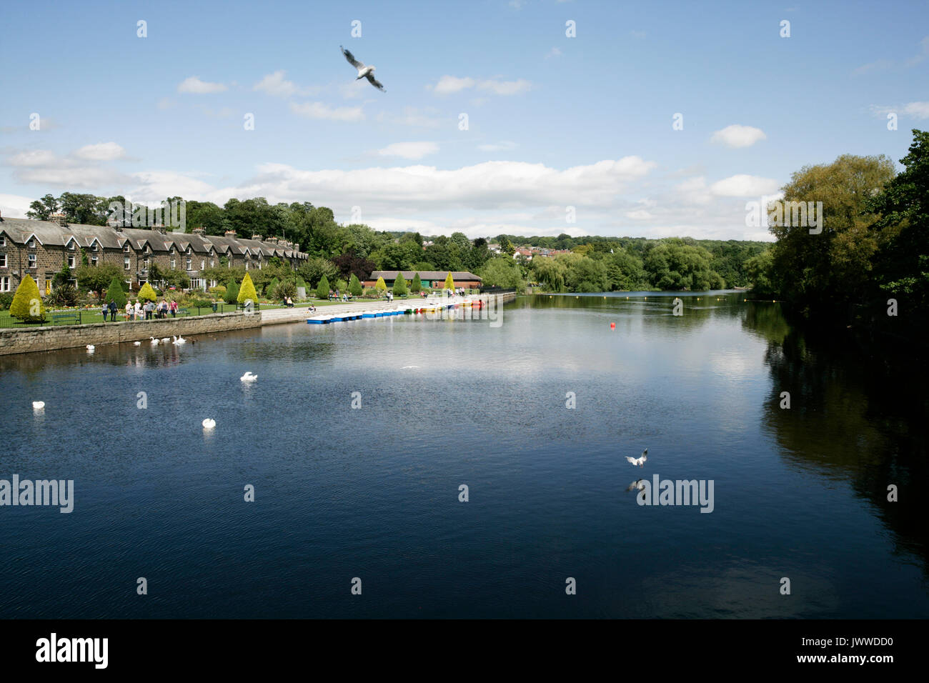 Otley, Leeds, Großbritannien. 14. August 2017. Ruderboote auf River Wharfe, erstmals seit 2001 Credit: Les Wagstaff/Alamy leben Nachrichten Stockfoto