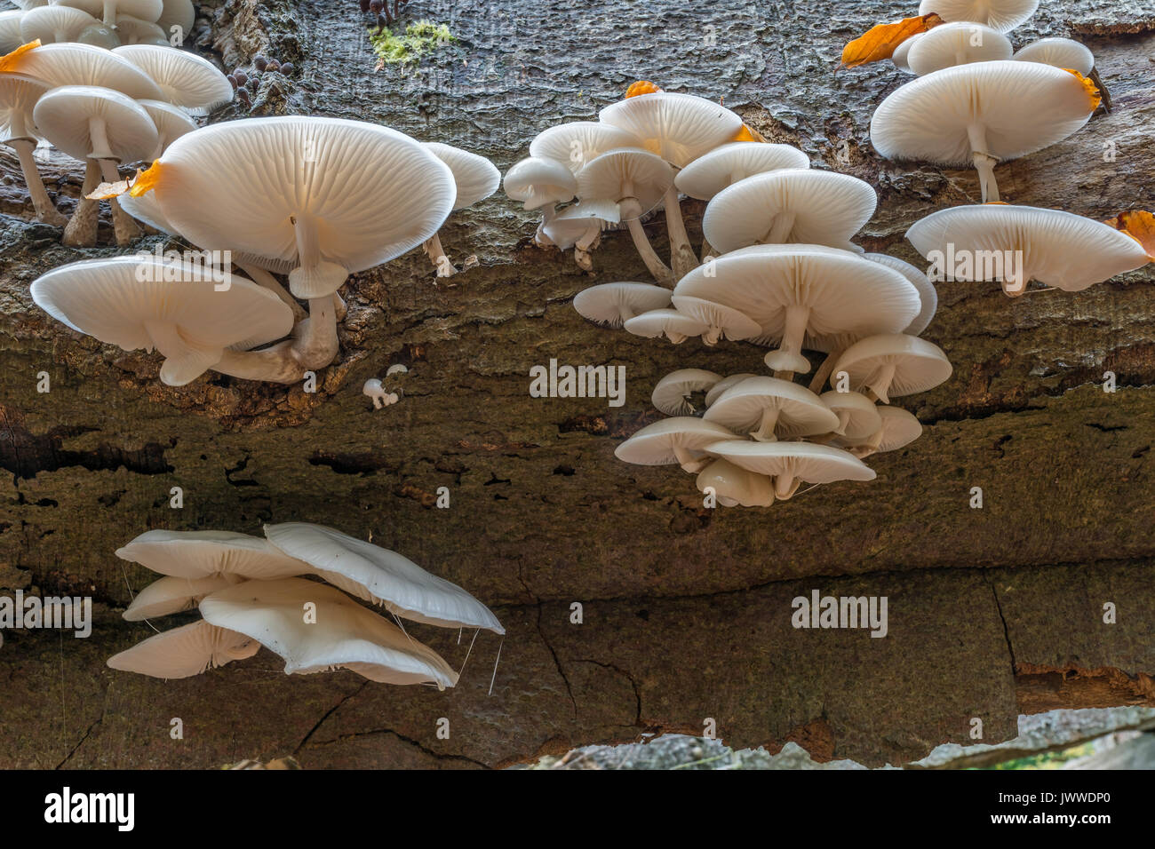 Porzellan Pilze Stockfoto