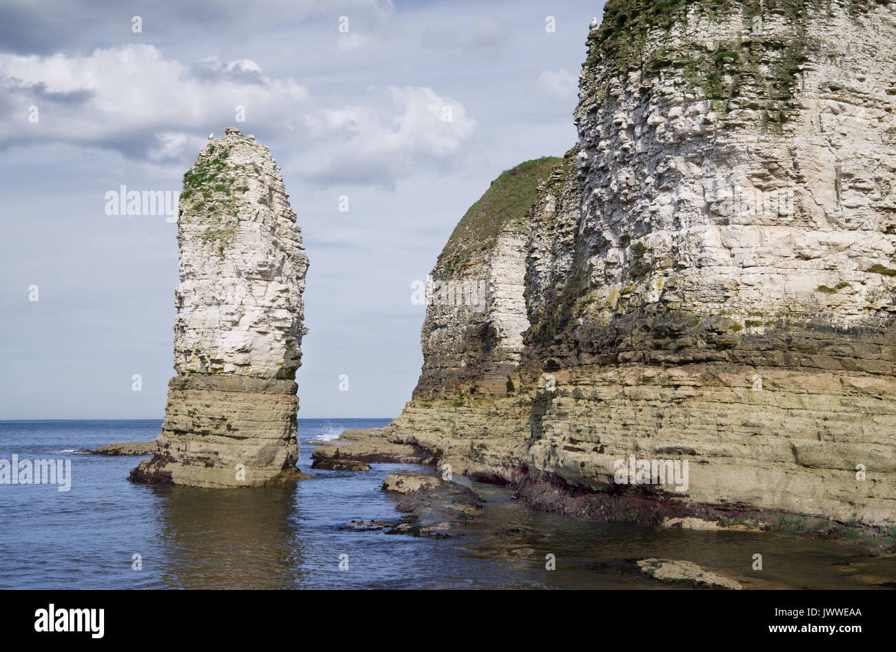 Flamborough Head ist ein Chalk Landspitze auf der Yorkshire Küste Englands und als Sssi ist ein wichtiger Ort für die Erhaltung besonders Seevögel. Stockfoto