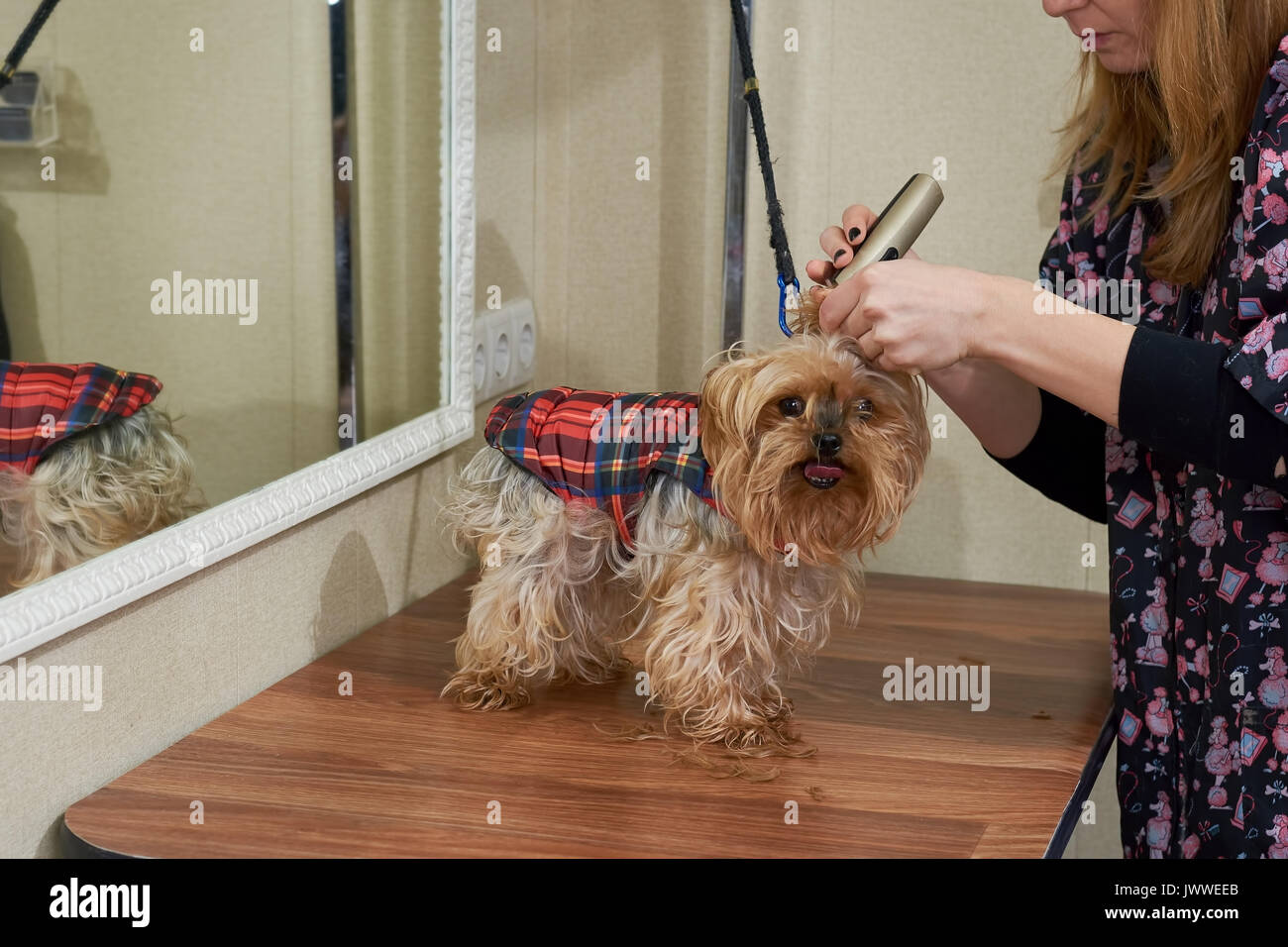Frau mit Trimmer fellpflege Hund. Cute york Terrier. Hundefriseur Techniken. Stockfoto