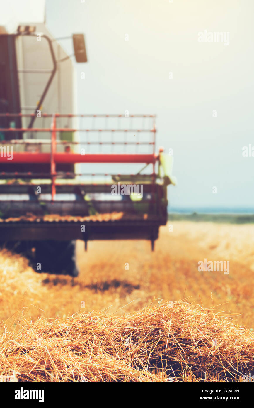 Feldhäcksler Maschine kombinieren die Ernte reif Weizen ernten in landwirtschaftlich genutzte Gebiet, selektiver Fokus Stockfoto