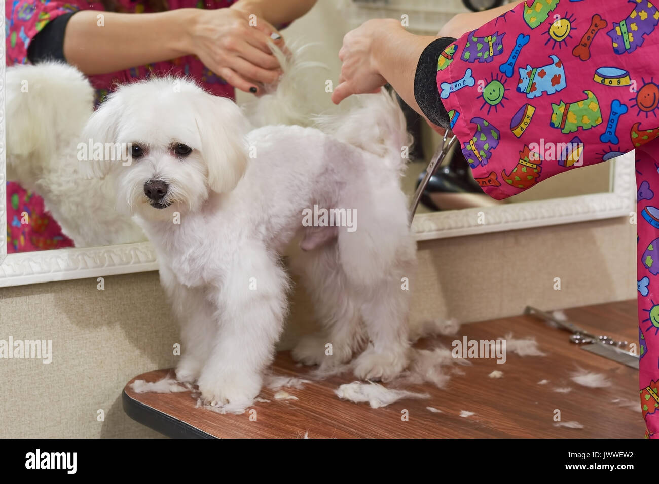 Cute white maltesischen gepflegt wird. Hände mit Schere, Hund Haarschnitt. Stockfoto