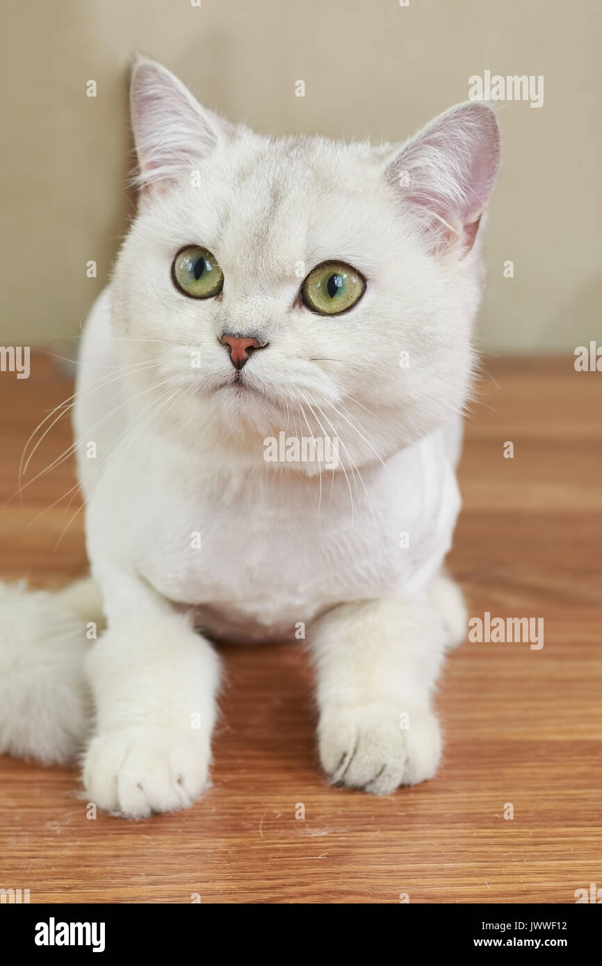 Britisch Kurzhaar Katze In Der Nähe Weiße Katze Mit Grünen