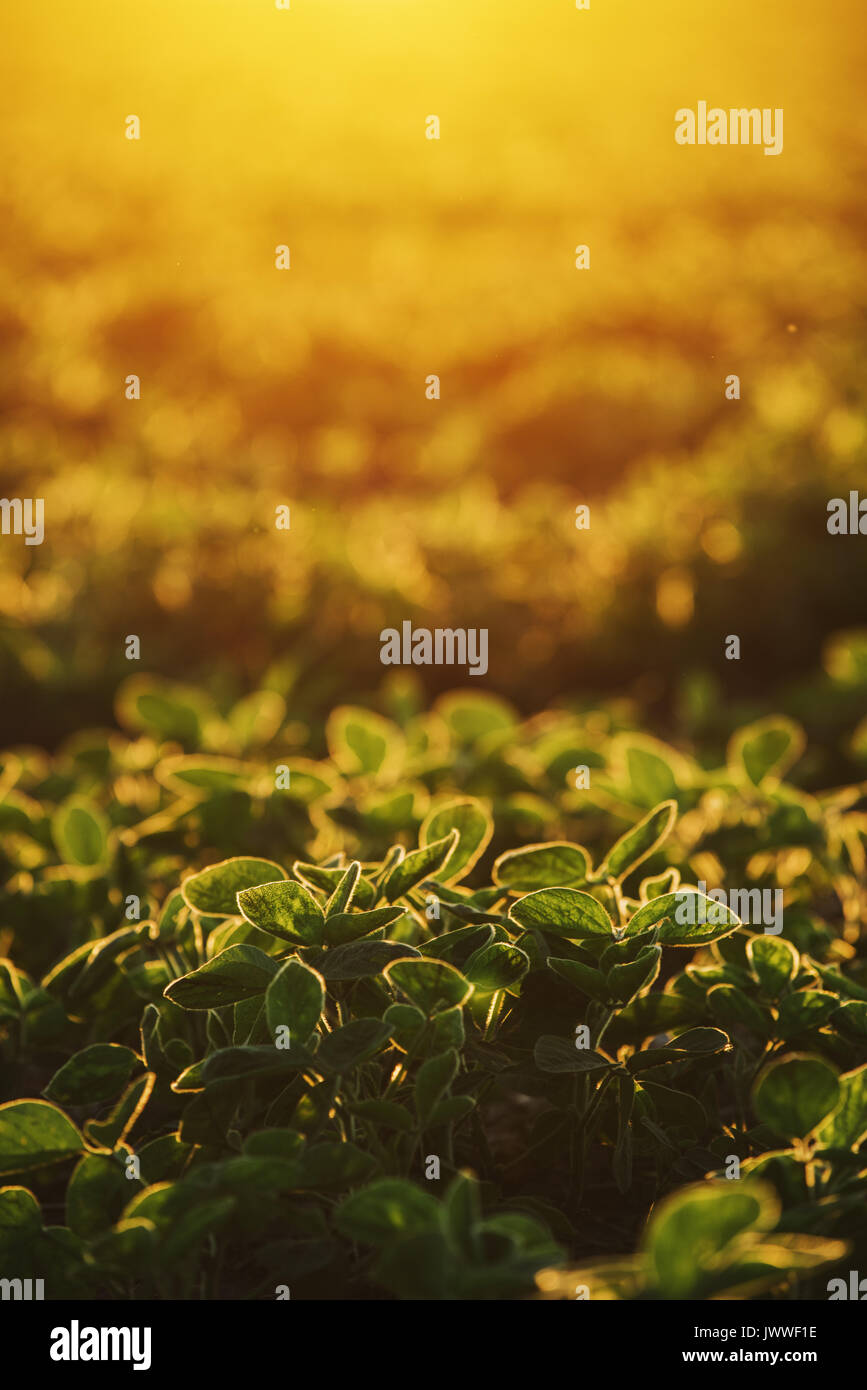 Organische Sojafeld im Sonnenuntergang, selektiven Fokus Stockfoto