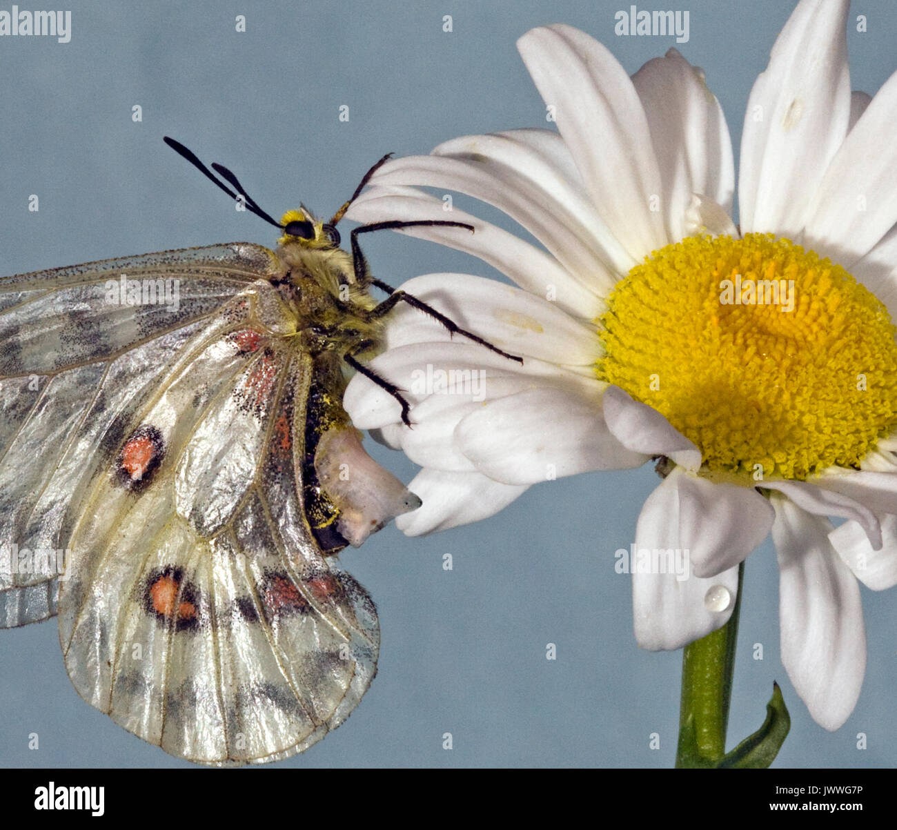 Eine weibliche Clodius Parnassian Schmetterling auf einem Ochsen ruhen - Auge Daisy. Der weißliche Struktur auf ihrem Abdomen ist ein sphragis, einem Gegenstecker. Stockfoto