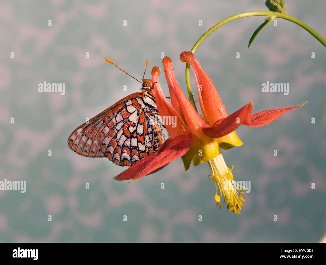 Ein sagebrush Checkerspot Butterfly, Chlosyne acastus, Nektar trinken aus einem Wildflower im Oregon Kaskaden Stockfoto