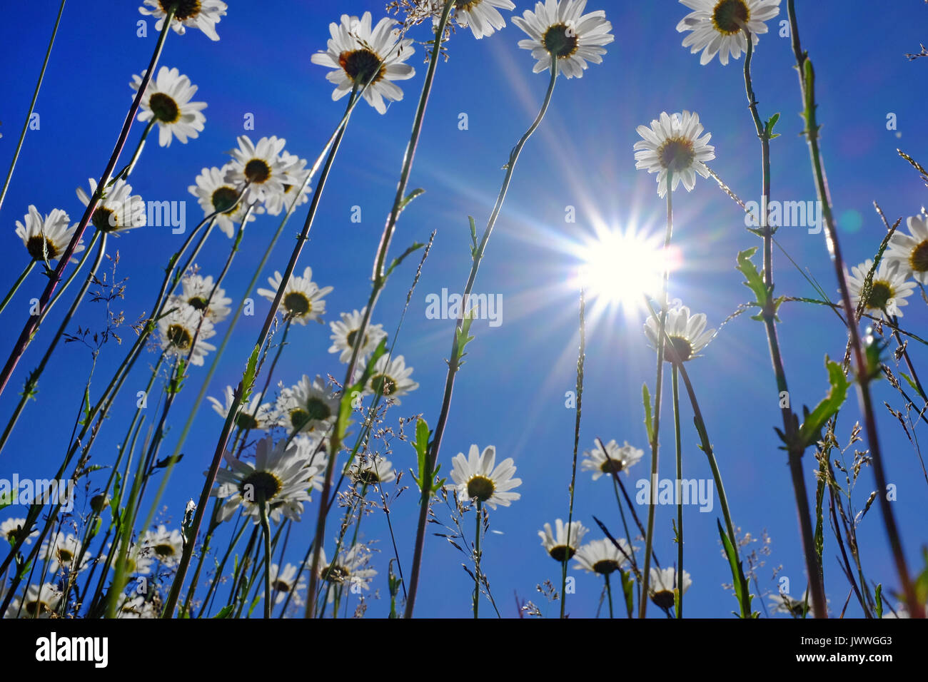 Ist eine Ameise Eye View von Wildblumen wachsen in einer Bergwiese. Stockfoto