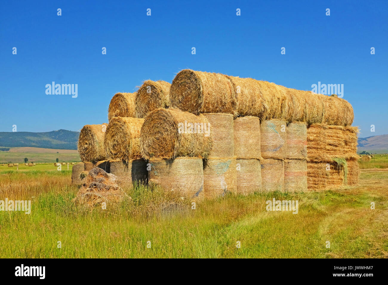 Ein Stapel von Tonnen Heuballen auf einer Rinderfarm entlang Flint Creek im Südwesten von Montana in der Nähe von Phillilpsburg, Montana. Stockfoto