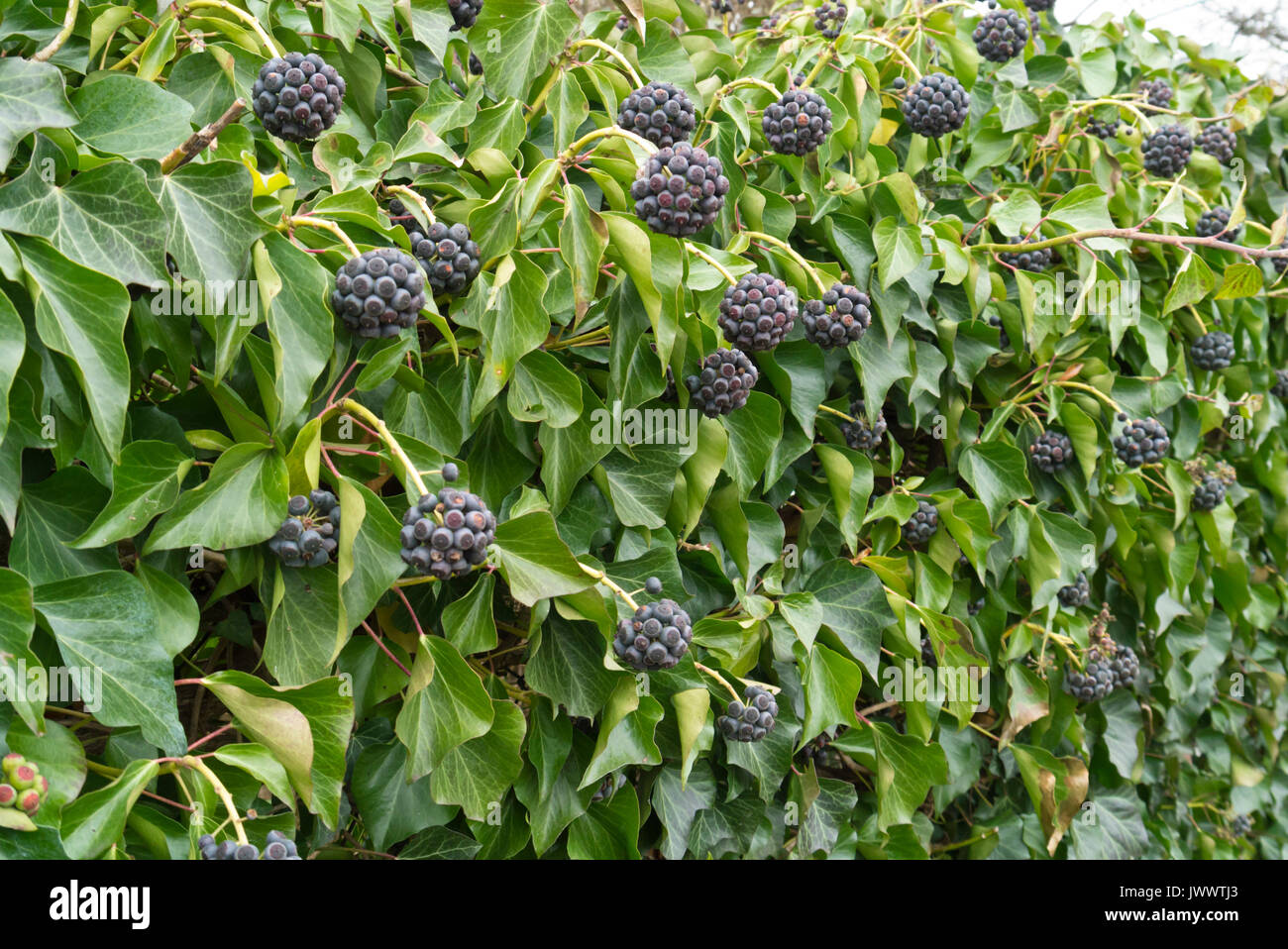 Gemeinsame Efeu (Hedera helix) Stockfoto