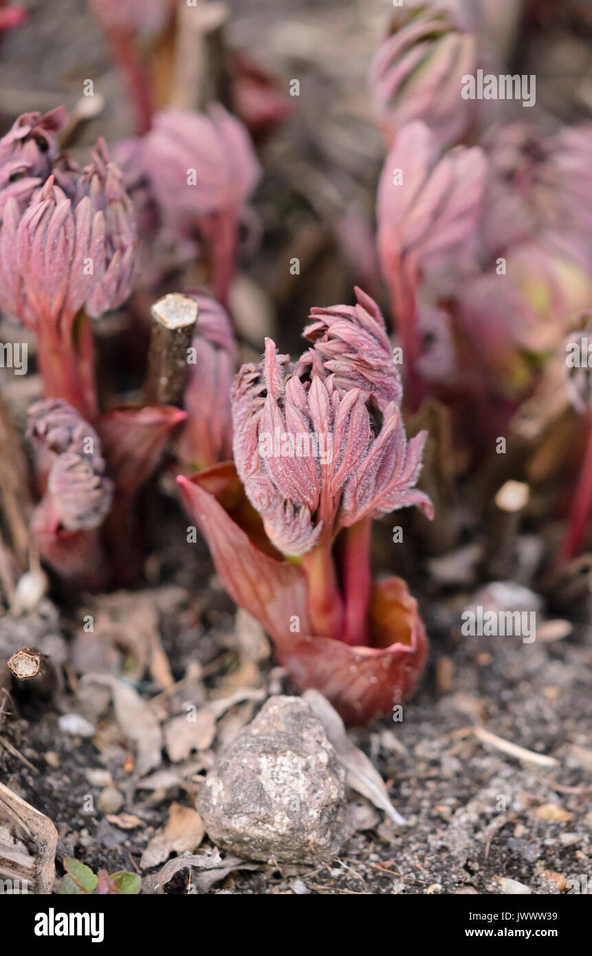 Gemeinsame Pfingstrose (Paeonia officinalis) Stockfoto