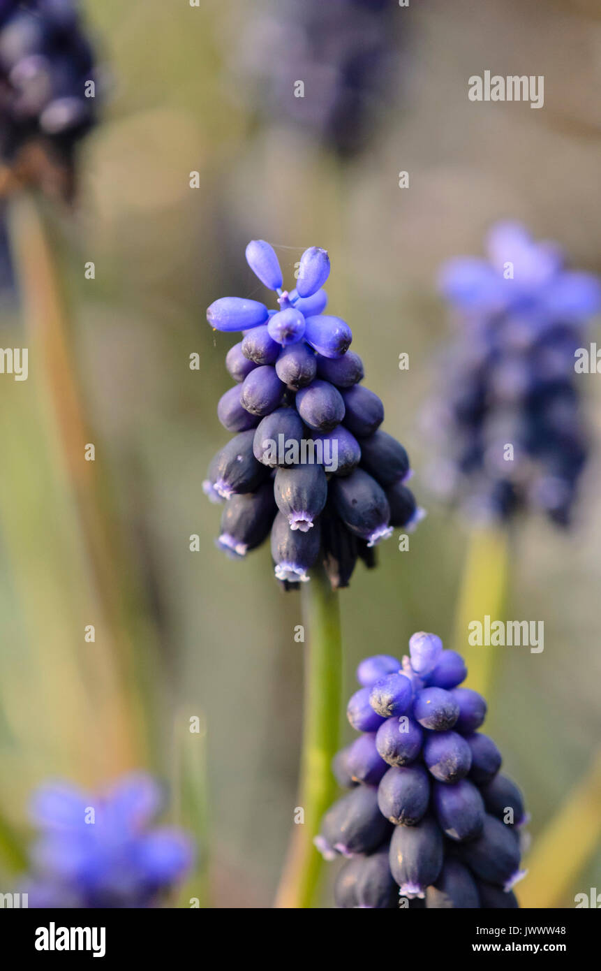 gemeinsamen Grape Hyacinth (Muscari Neglectum) Stockfoto