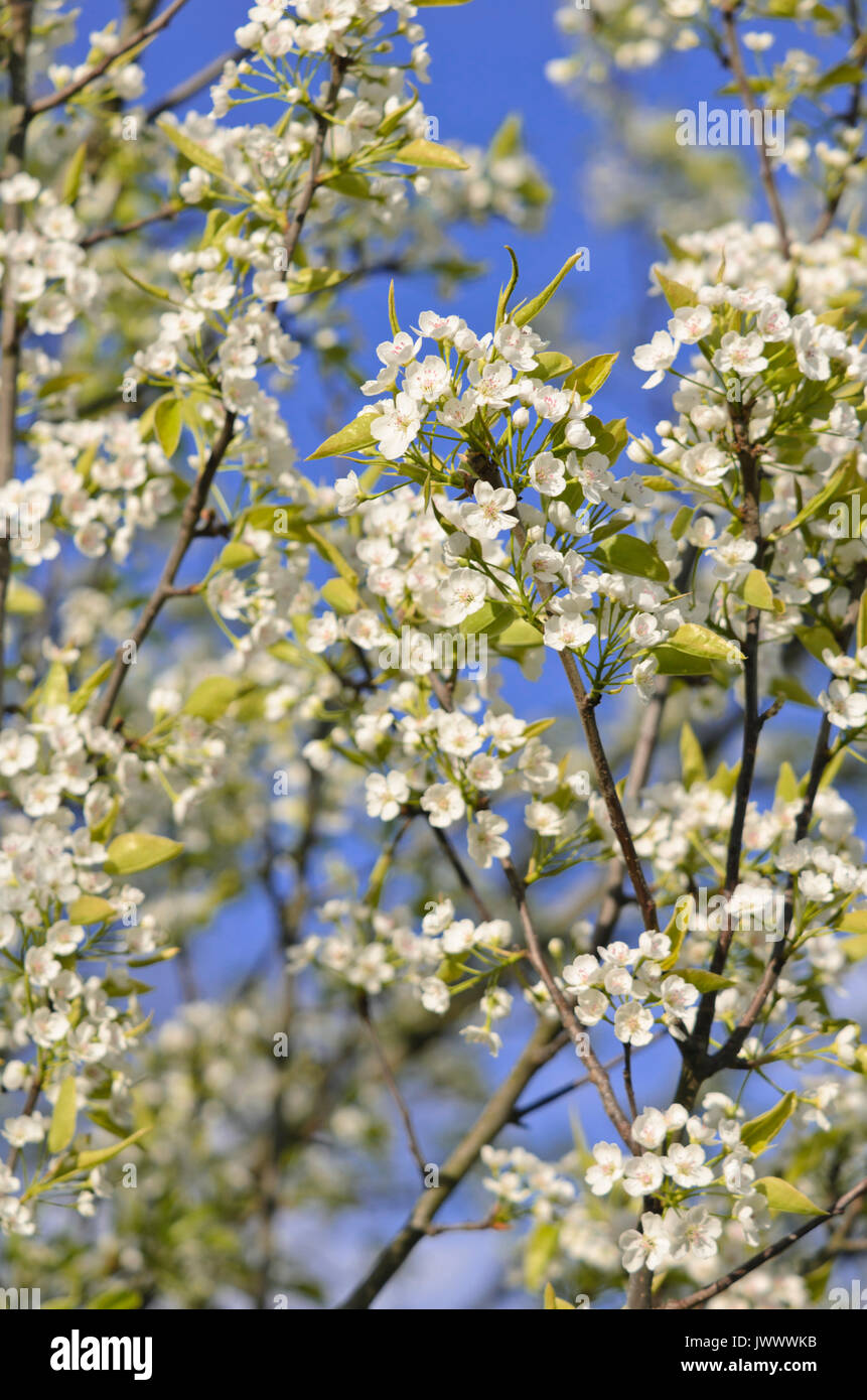 Callery Birne (Pyrus calleryana) Stockfoto