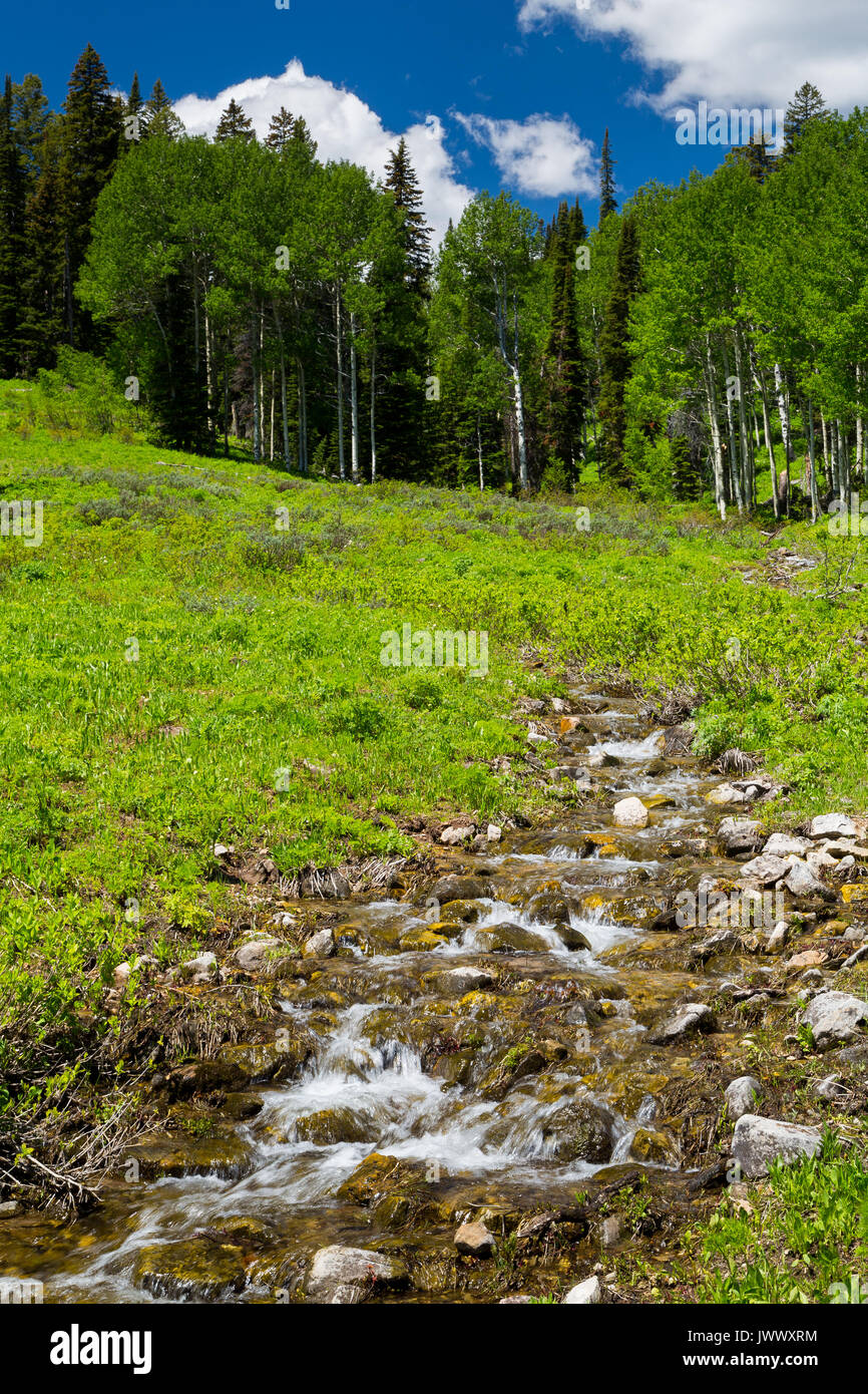 Ein kleiner Bach gespeist aus Schnee schmelze fließt über kleine Stromschnellen unterhalb Aspen Bäume entlang der Teton Crest Trail in den Teton Mountains. Bridger-Teton Nation Stockfoto