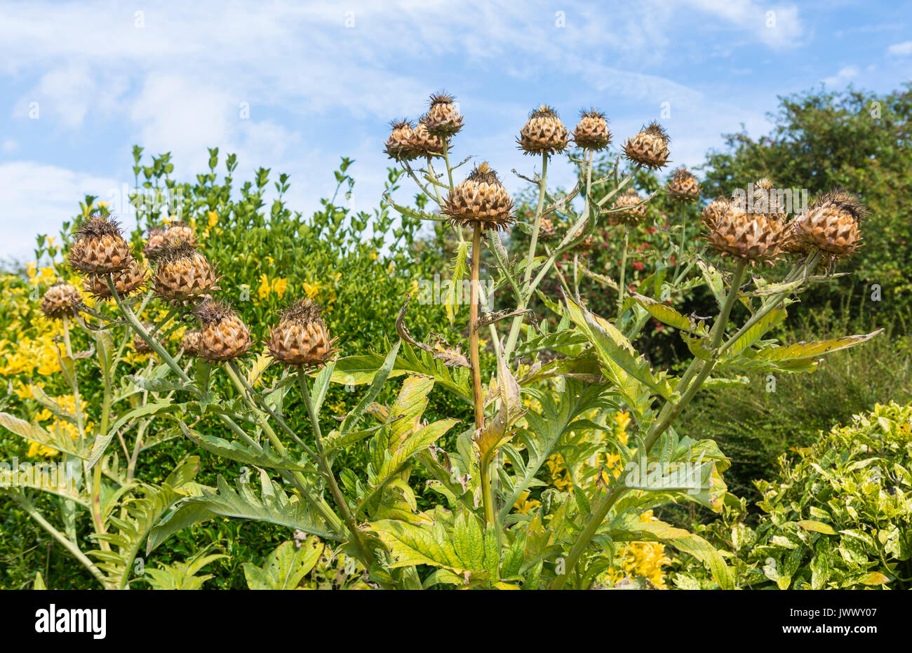 Thistle Artischocke (Cynara Cardunculus) Pflanze in einem Park im Sommer in Großbritannien. Stockfoto