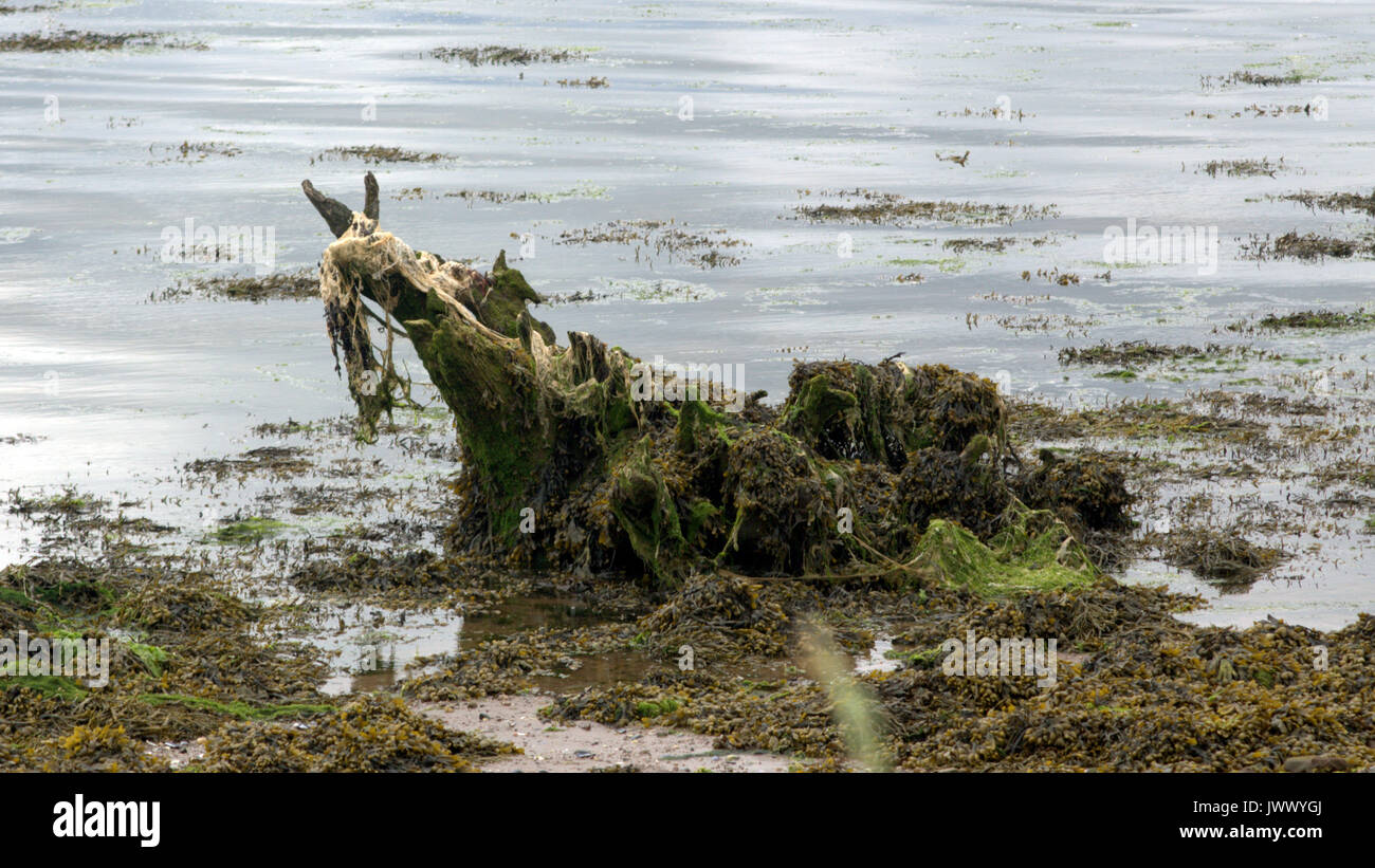 Treibholz und Algen Loch Ness monster om am Ufer von Loch Ness Schottland Mythos Stockfoto