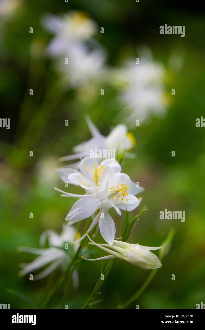 Columbine Wildblumen blühen entlang der Granit Canyon Trail in den Teton Mountains. Der Grand Teton National Park, Wyoming Stockfoto