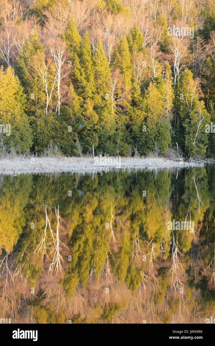 Sonnenuntergang Bäume Reflexion in ruhigen Gewässern auf contau See, Highlands East, Ontario, Kanada Stockfoto