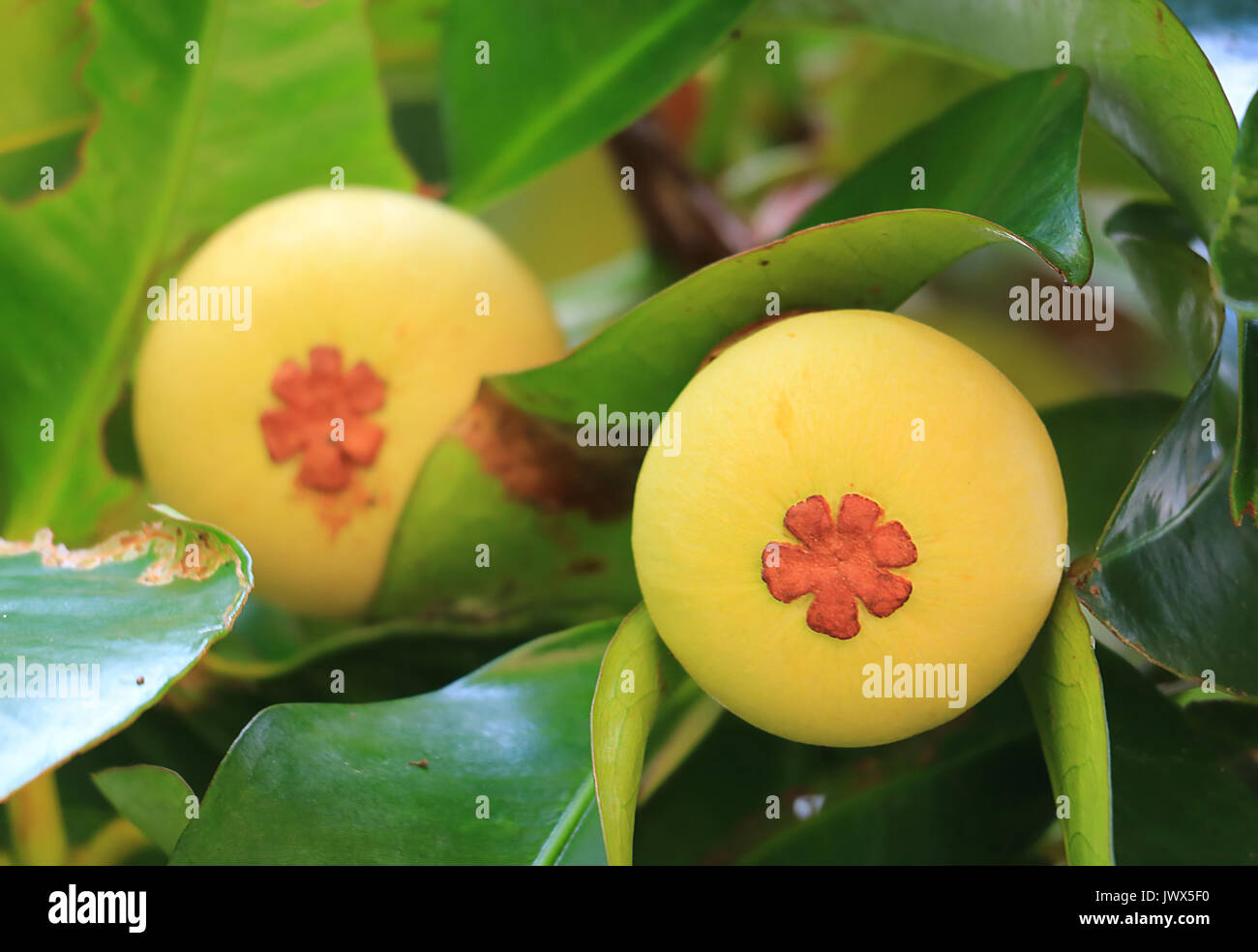 Geschlossen bis Paar junge Mangosteen Frucht am Baum in Thailand, mit selektiven Fokus und unscharfen Hintergrund Stockfoto