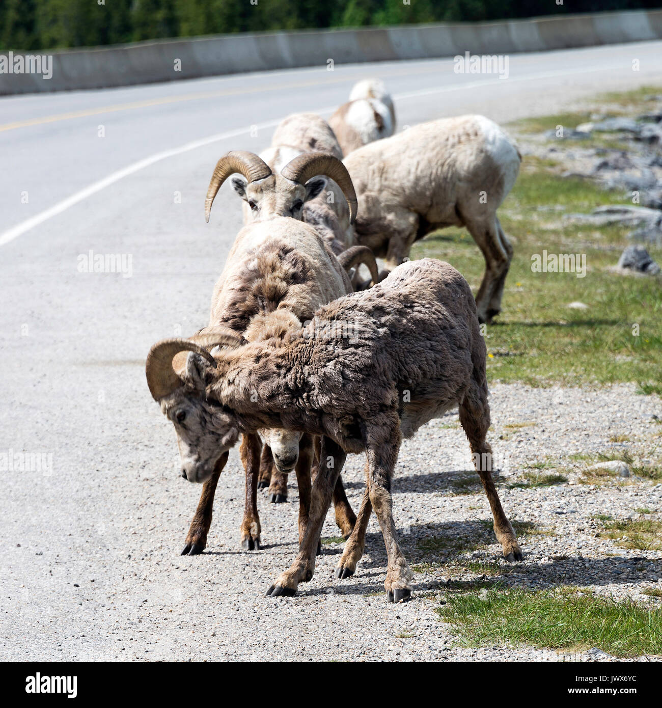 Bighorn Schafe auf einer Straße von Lake Minnewanka Banff National Park, Alberta, Kanada Stockfoto