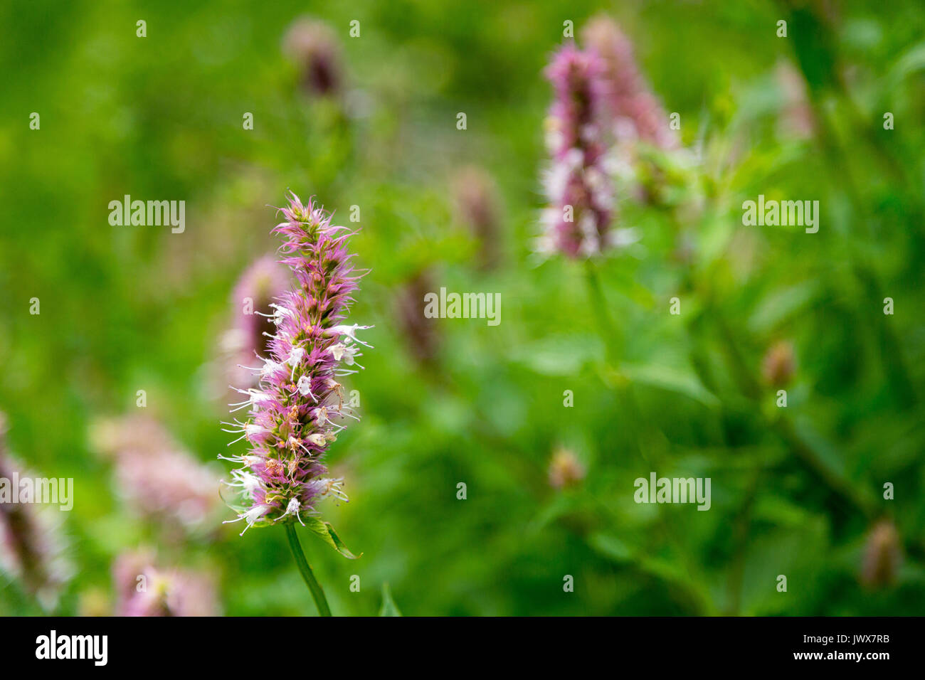 Riesige ysop Wildblumen blühen in Granit Canyon der Teton Mountains. Der Grand Teton National Park, Wyoming Stockfoto