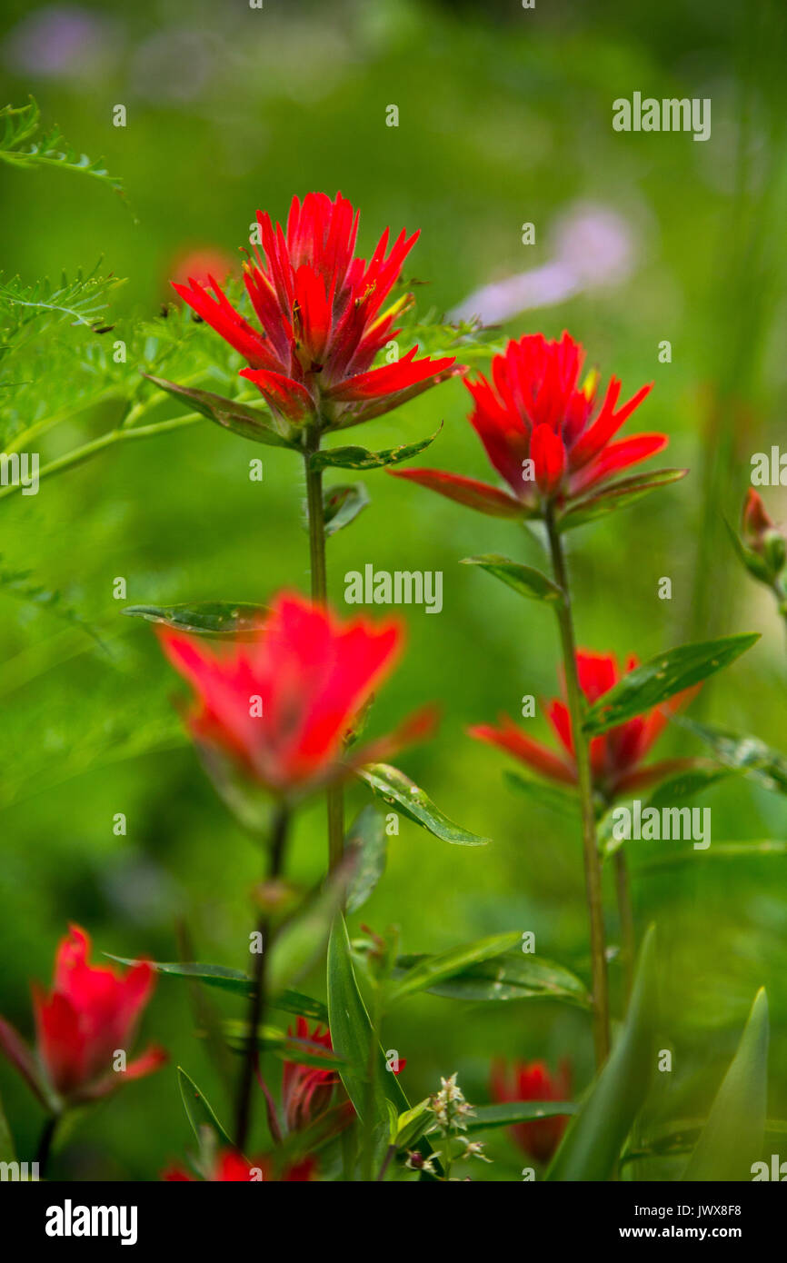 Indian Paintbrush Wildblumen blühen in Granit Canyon der Teton Mountains. Der Grand Teton National Park, Wyoming Stockfoto