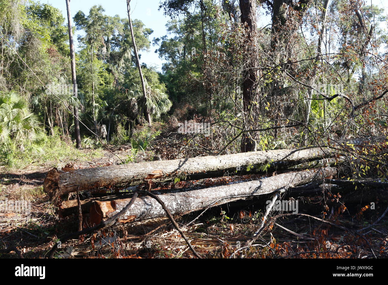 Protokollierung, Clearing eine etablierte Wald für ein Gehäuse Entwicklung. Stockfoto