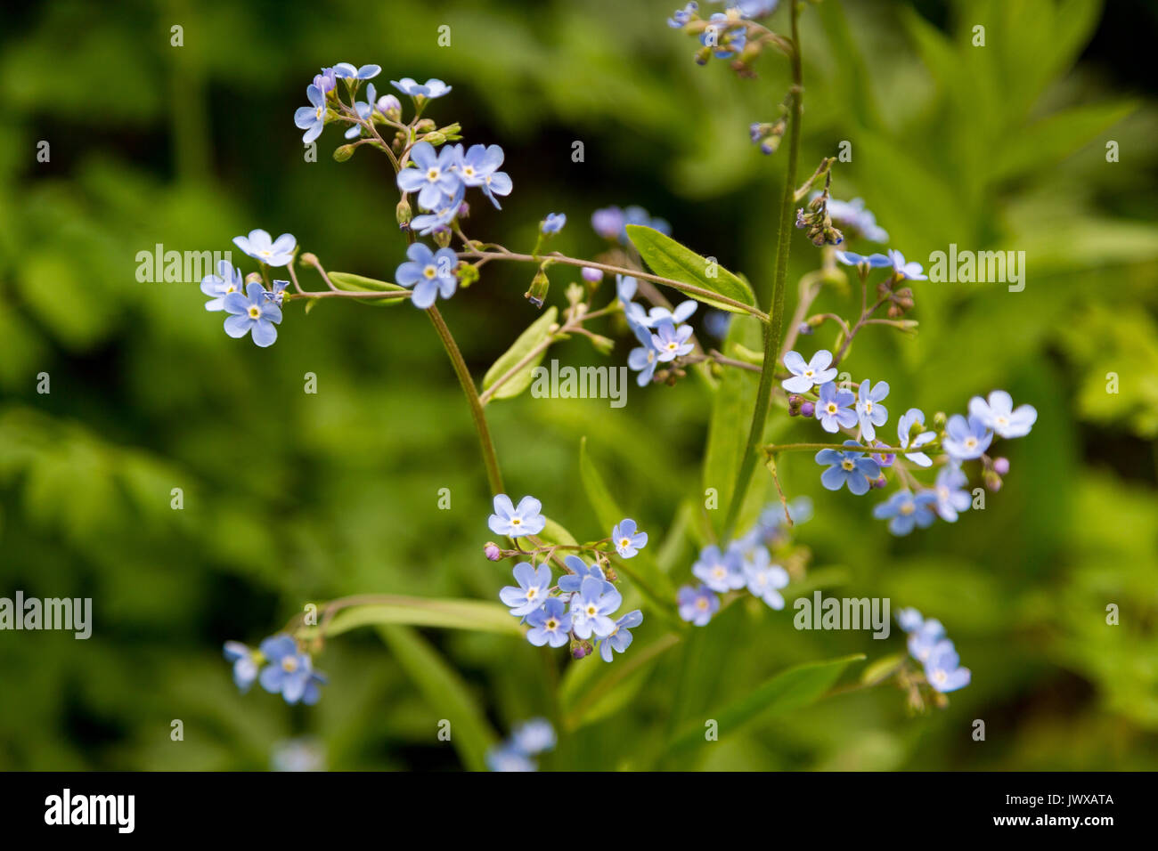 Forget-me-not Wildblumen blühen entlang der Granit Canyon Trail in den Teton Mountains. Der Grand Teton National Park, Wyoming Stockfoto