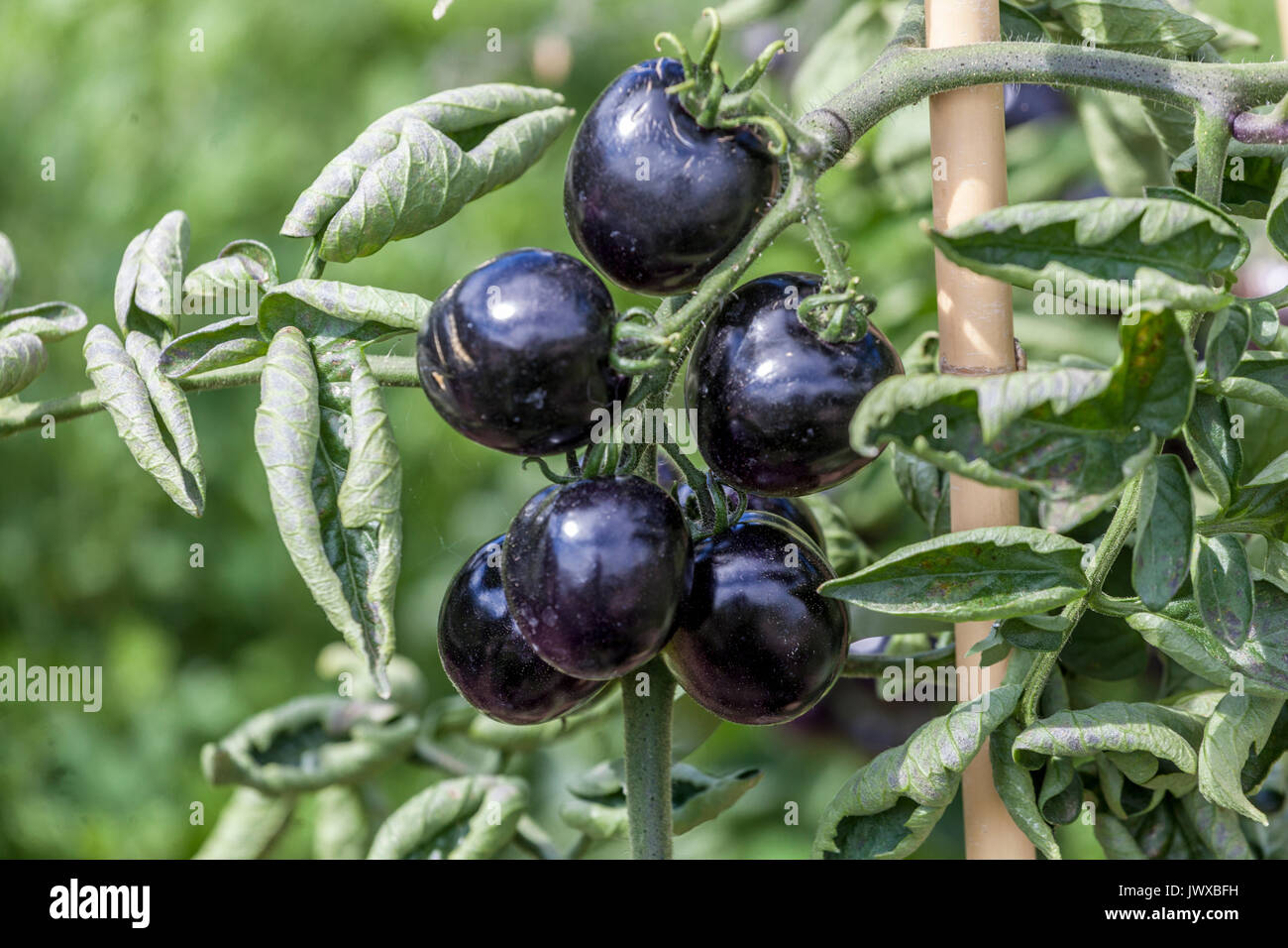 Schwarze Tomaten, Tomate 'Indigo Rose' auf der Rebpflanze Solanum lycopersicum Stockfoto