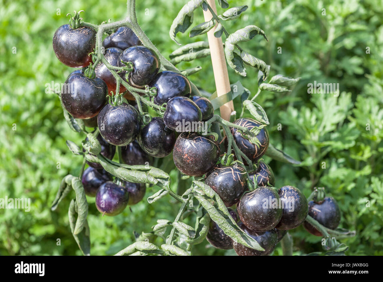 Schwarze Tomaten Lycopersicon esculentum. Indigo Rose wächst auf der Rebe Stockfoto