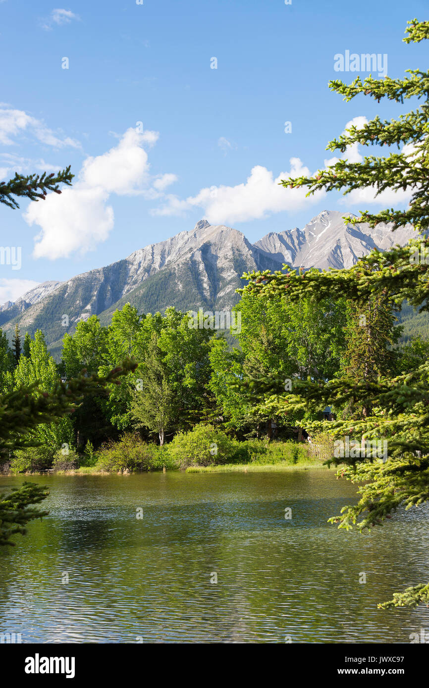 Das Bow River fließt durch Canmore im Banff National Park mit Pinienhain und Rocky Mountain Range Alberta Kanada Stockfoto