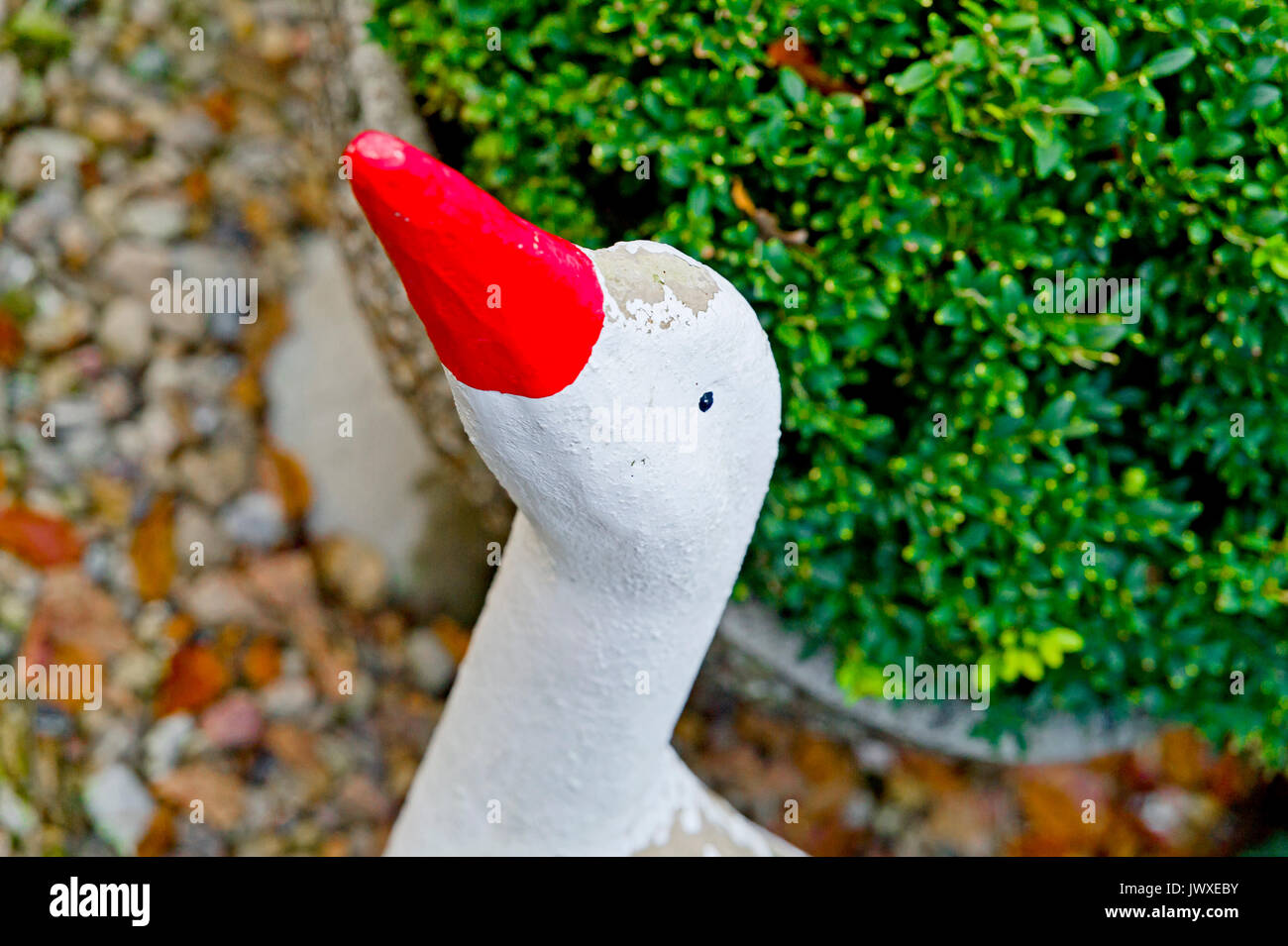 St martin gans Fotos und Bildmaterial in hoher Auflösung Alamy