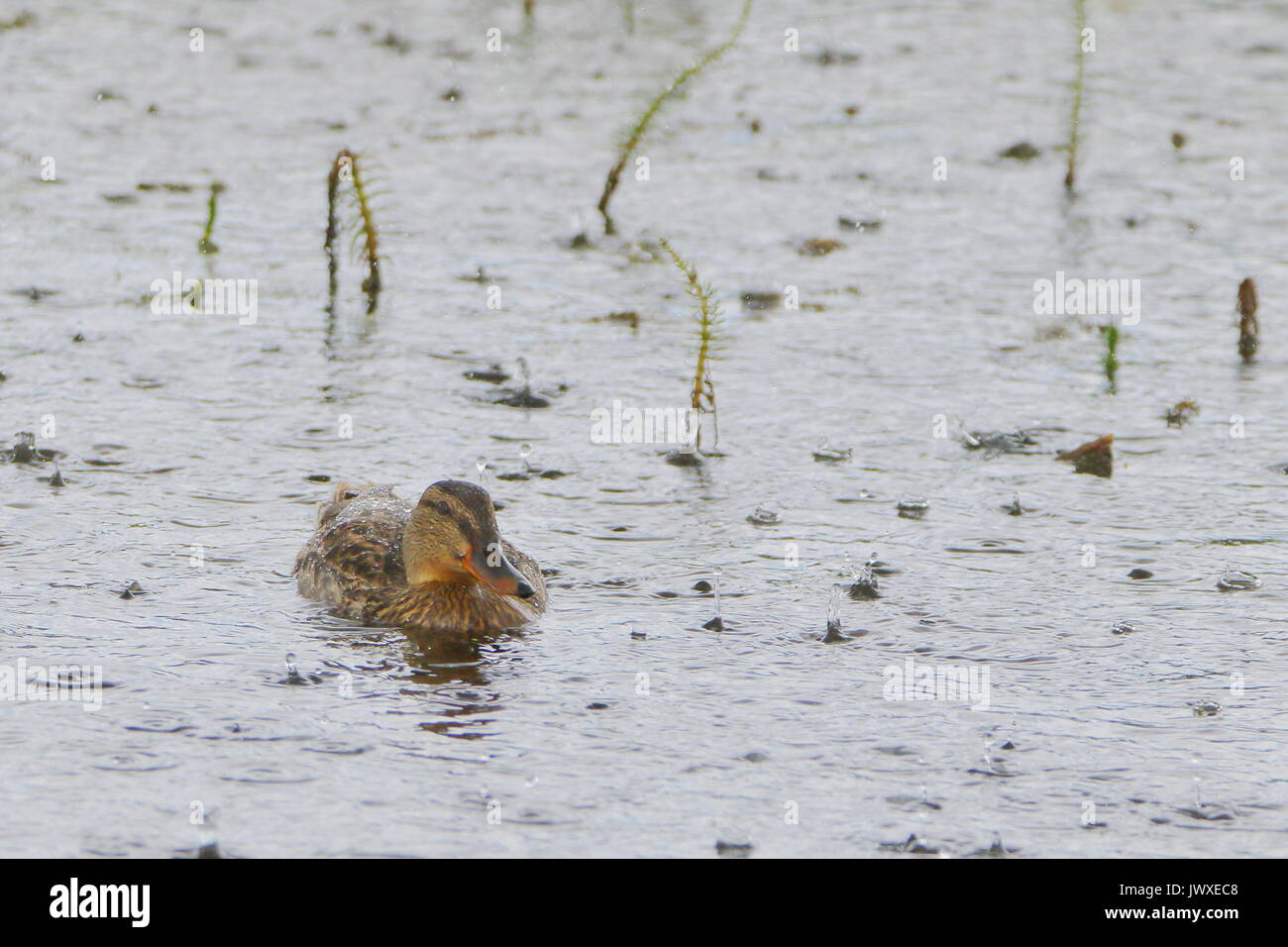 Super Wetter für Enten; weibliche Stockente, Anas platyrhynchos, im Regen an der RSPB Saltholme, Teesside, UK Stockfoto