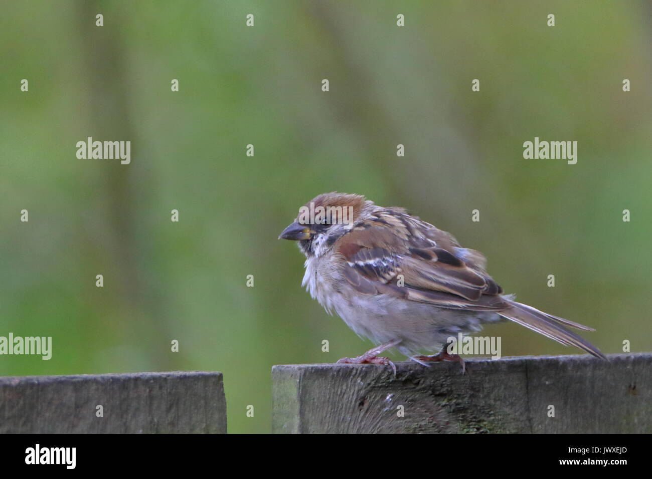Sitzend auf dem Zaun! Tree Sparrow, Passer montanus, bei der RSPB Saltholme in Teesside fotografiert. Großbritannien Stockfoto