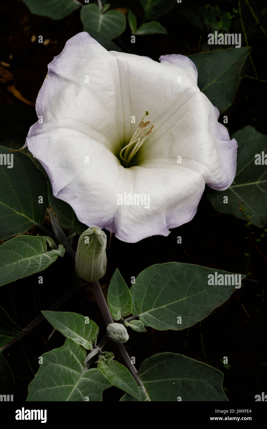 Stechapfel Blüte (jimson Weed) Stockfoto